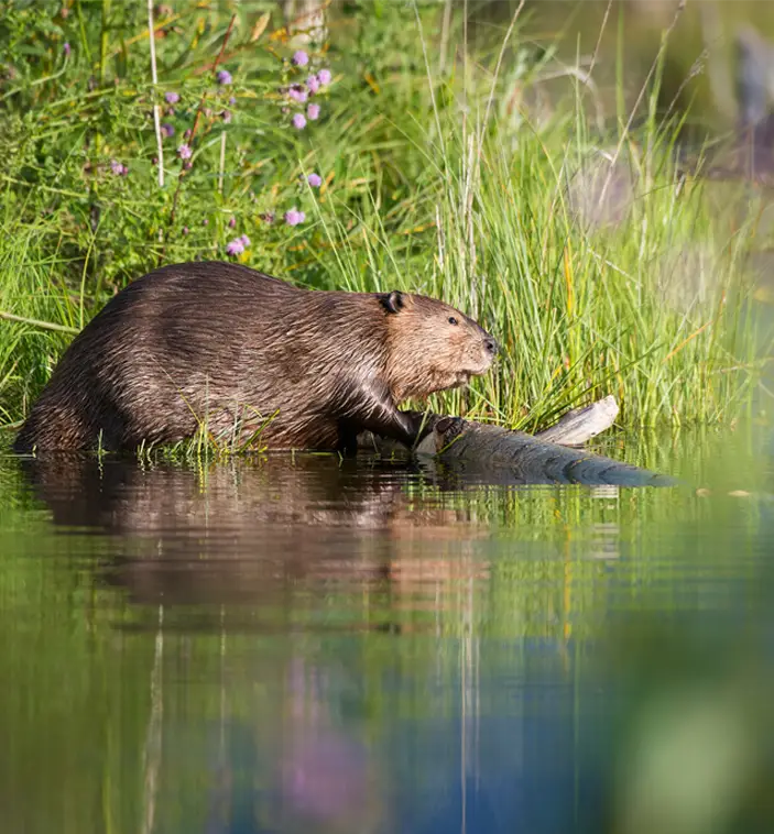 A beaver sits near the water's edge and moves a downed tree with his front paws in a national forest.