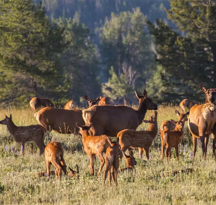A herd of mother elk with spotted newborn fawns and calves feeding in a grass field in a national forest.