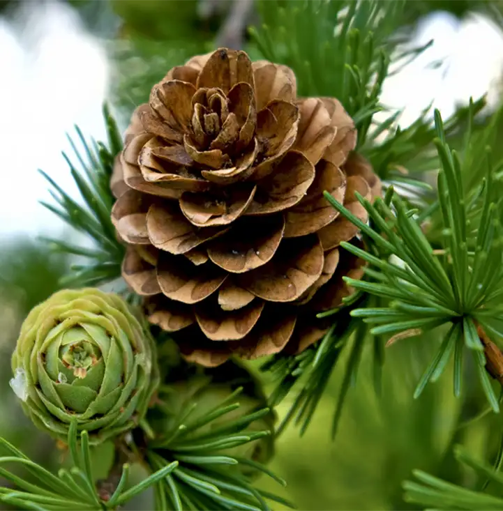 A close-up of a green pinecone among the branches of a pine tree in a national forest.