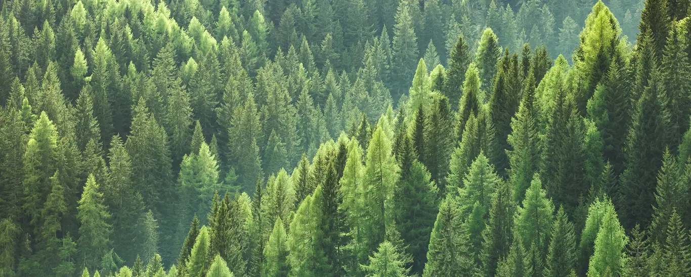A forest landscape of pine trees lining the mountainsides in a national forest.