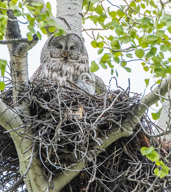 A great grey owl and owlet sit atop an aspen tree in their nest in a national forest.