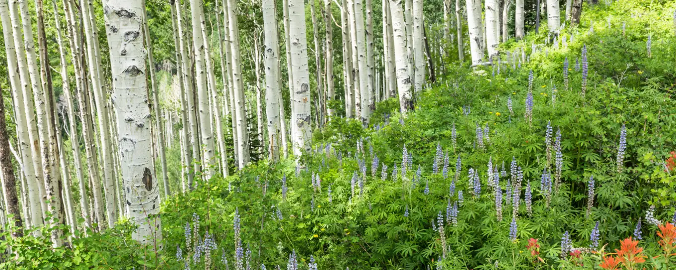 A stand of quaking aspen trees on a lush slope over Lupine and other wildflowers in Utah's alpine La Sal Mountains.