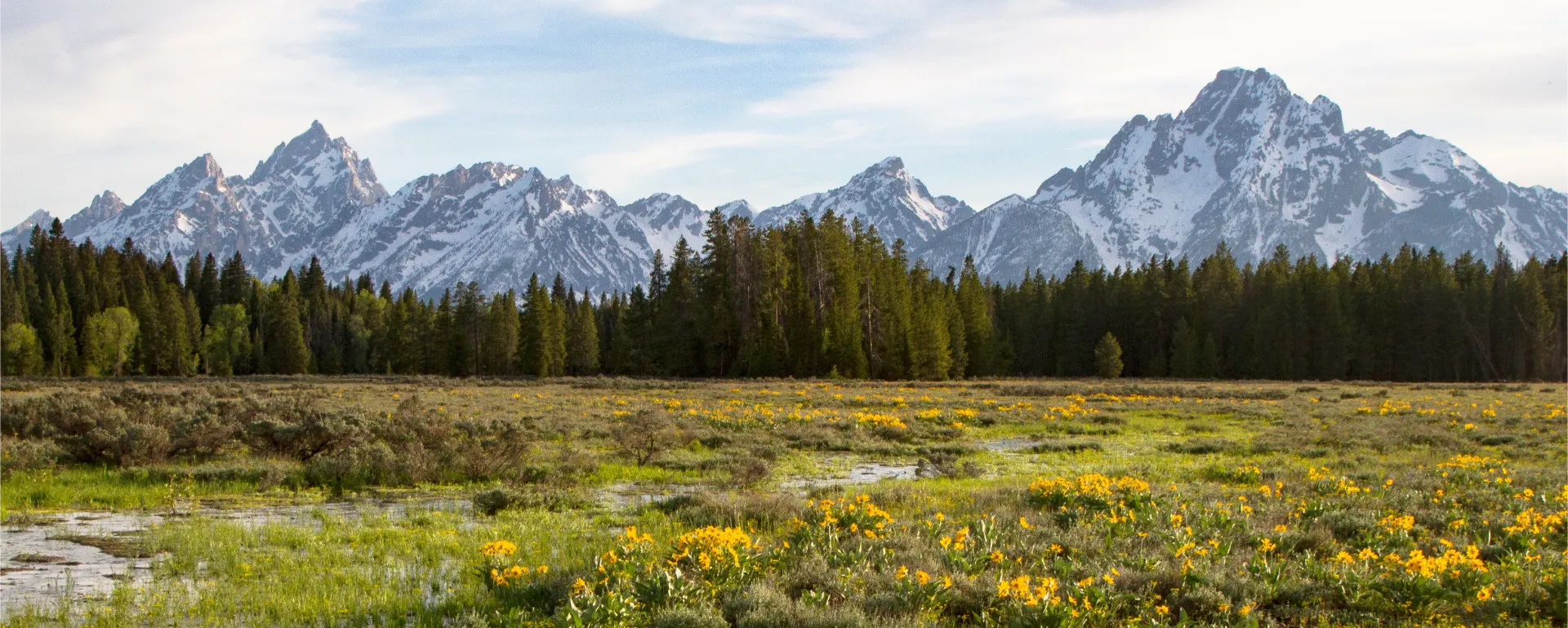 A view of the Grand Teton National Park mountain range from a meadow with wildflowers in northwestern Wyoming.
